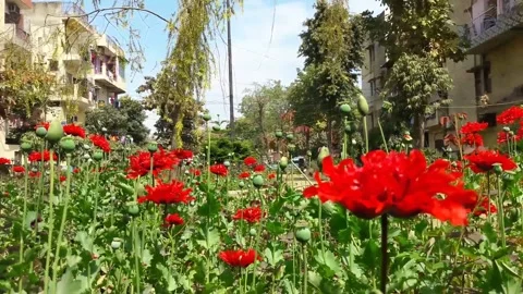 Red flowers in garden Stock Footage 155347992