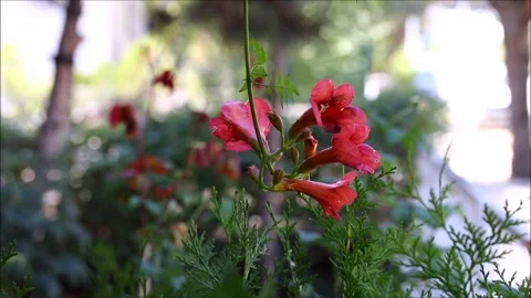 Red flowers in the garden Video stock 161567766