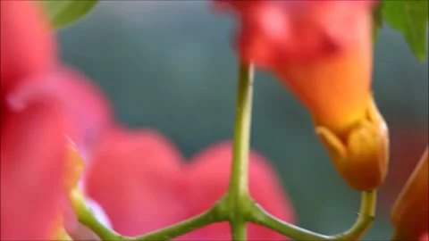 Red flowers in the garden Video stock 161567997