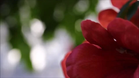 Red flowers in the garden Stock Footage 161568140