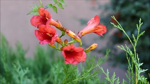 Red flowers in the garden Video stock 161568768