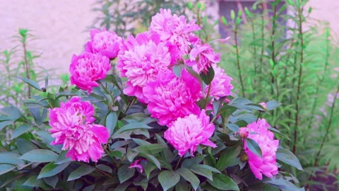 Red flowers in the garden Stock Footage 207663766
