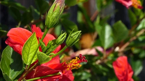 Red flowers in the garden Video stock 246184936