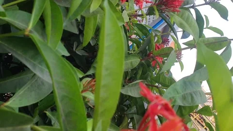 Red flowers in the garden Stock Footage 254362490