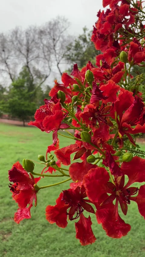 Red flowers in the garden Stock Footage 280641185