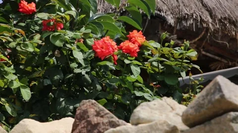 Red flowers in the garden Video stock 310156743