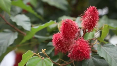 Red flowers in the garden 動画素材 310161278