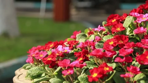 Red flowers in garden Stock Footage 314908520