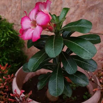 Red flowers in the garden Stock Photos