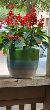Red flowers getting ready to bloom! Stock Photos