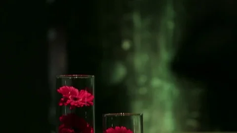 Red flowers in glasses Stock Footage 77051468