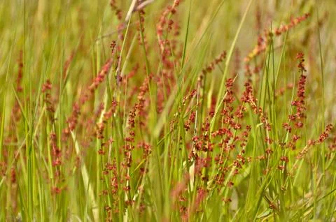 Red flowers in the grass Stock Photos