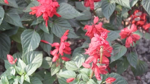 Red flowers with grasshopper 스톡 동영상 171383696