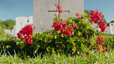 Red flowers by a grave Stock Footage 274691357