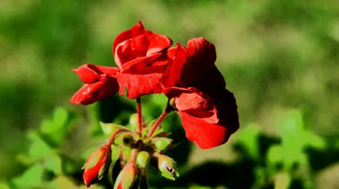 Red flowers on the green grass Stock Footage 38375092