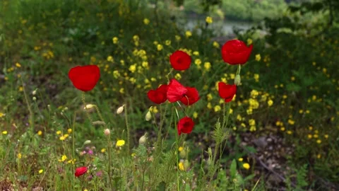 Red Flowers in greenery Stock Footage 283855765