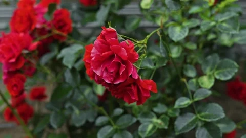Red flowers grow in a garden setting with lush green leaves. The plants display Stock Footage 344670603