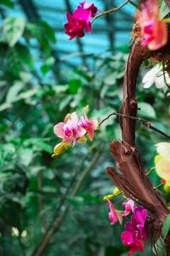 Red flowers growing on a tree Stock Photos
