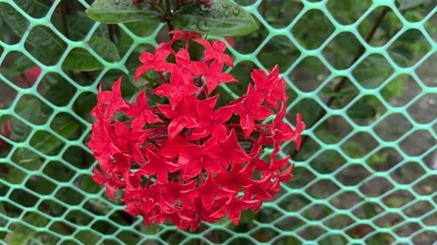 Red flowers have bloomed. Video stock 290919319