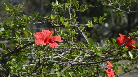 The red flowers of the Ibiscus Stock Footage 97760490