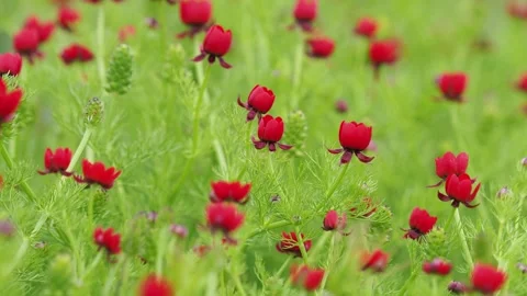 Red flowers of the large pheasant eye on a field in spring, Adonis flammea Stock Footage 274209712