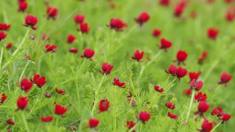 Red flowers of the large pheasant eye on a field, Adonis flammea Stock Footage 281400634