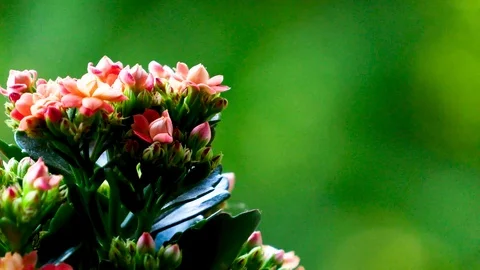 Red Flowers Left Stockbeeldmateriaal 88675505