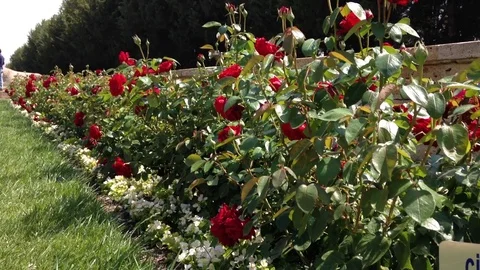 Red flowers in line Stock Footage 83187551