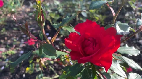 Red flowers of a lush rose on a background of green leaves. Video stock 162398567