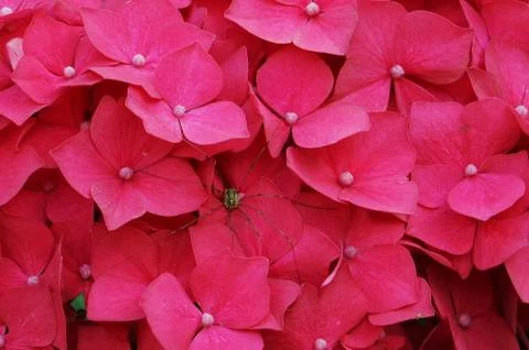 Red flowers macro. Stock Photos