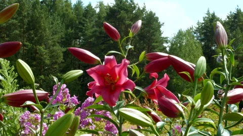 Red flowers on the meadow Stock-Footage 54213046