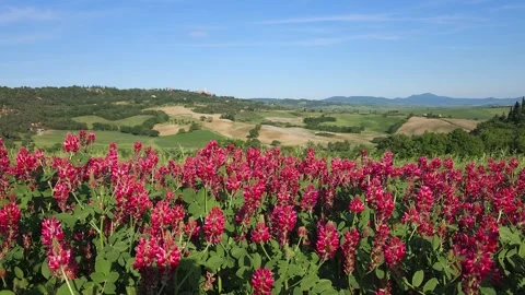 Red flowers in the meadows of Tuscany in springtime 스톡 동영상 281450648