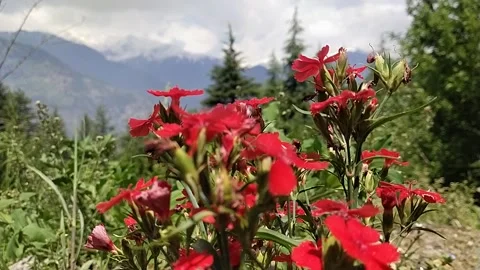 Red flowers in mountains Video stock 240940781