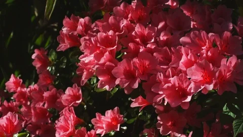 Red flowers moving slowly in the wind, Close Up Video stock 74274288
