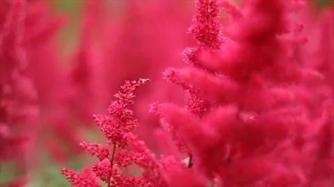 Red Flowers Moving in the Wind with Focus Pull Stock Footage 77344868