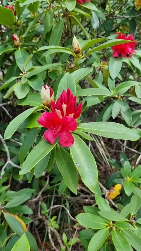 Red flowers moving in the wind Stock Footage 249437434