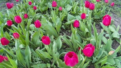 Red flowers open on the bed Stock Footage 75907585