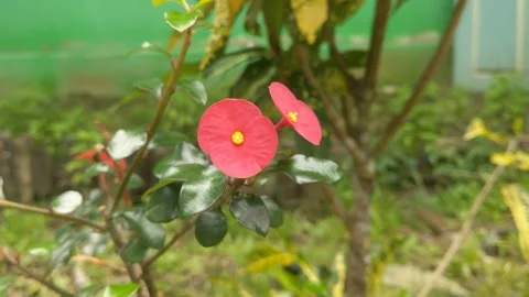 The red flowers of Orilka Stock Footage 261675621