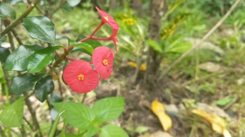 The red flowers of Orilka Stock Footage 261675722
