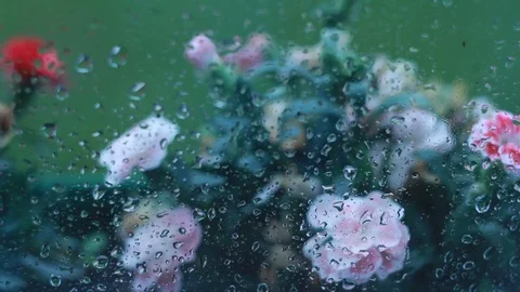 Red flowers outside the window Stock Footage 91663271