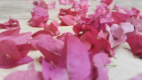 Red Flowers Petals Falling Background Stock Video Footage Stock Footage 289075964