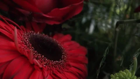 Red flowers with petals Stock Footage 314908495