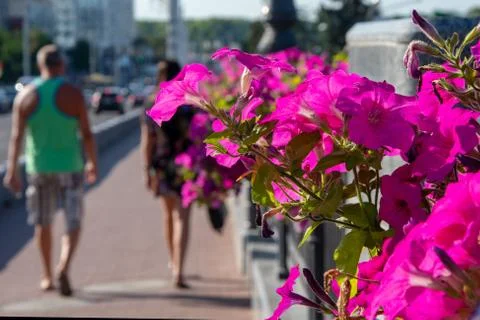 Red flowers of Petunia on the background of city passers-by, hot summer in the c Stock Photos