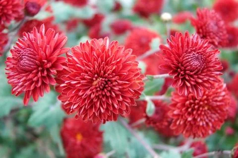 Red Flowers Stock Photos