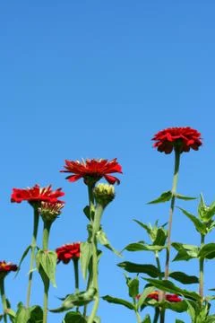 Red flowers Stock Photos