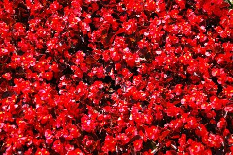Red flowers 库存照片