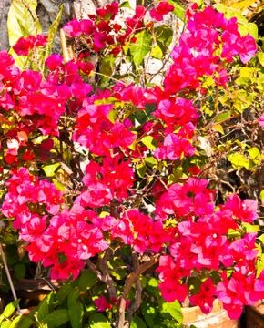Red flowers. Stock Photos