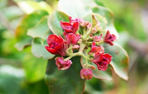 Red flowers Stock Photos