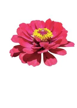 Red  flowers Stock Photos