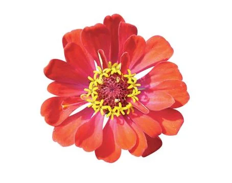 Red  flowers Stock Photos